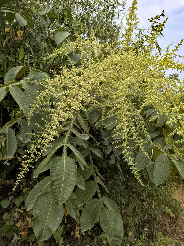 鹽膚??(2).jpg 鹽膚??(2).jpg