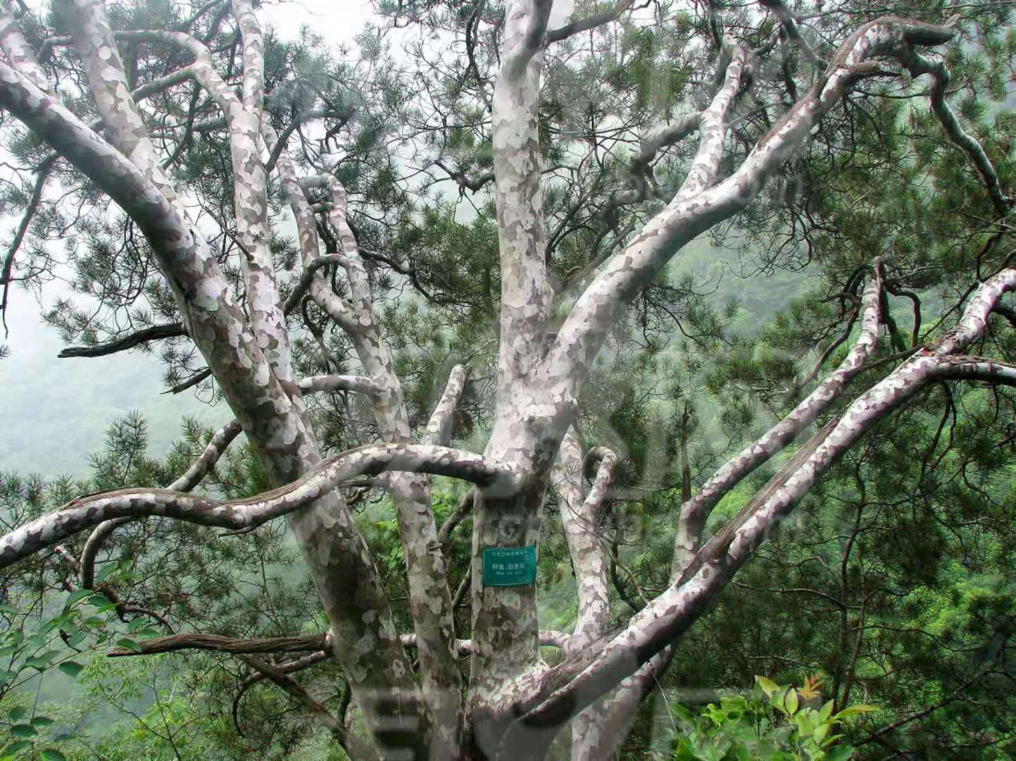 白皮??1.jpg 白皮??1.jpg