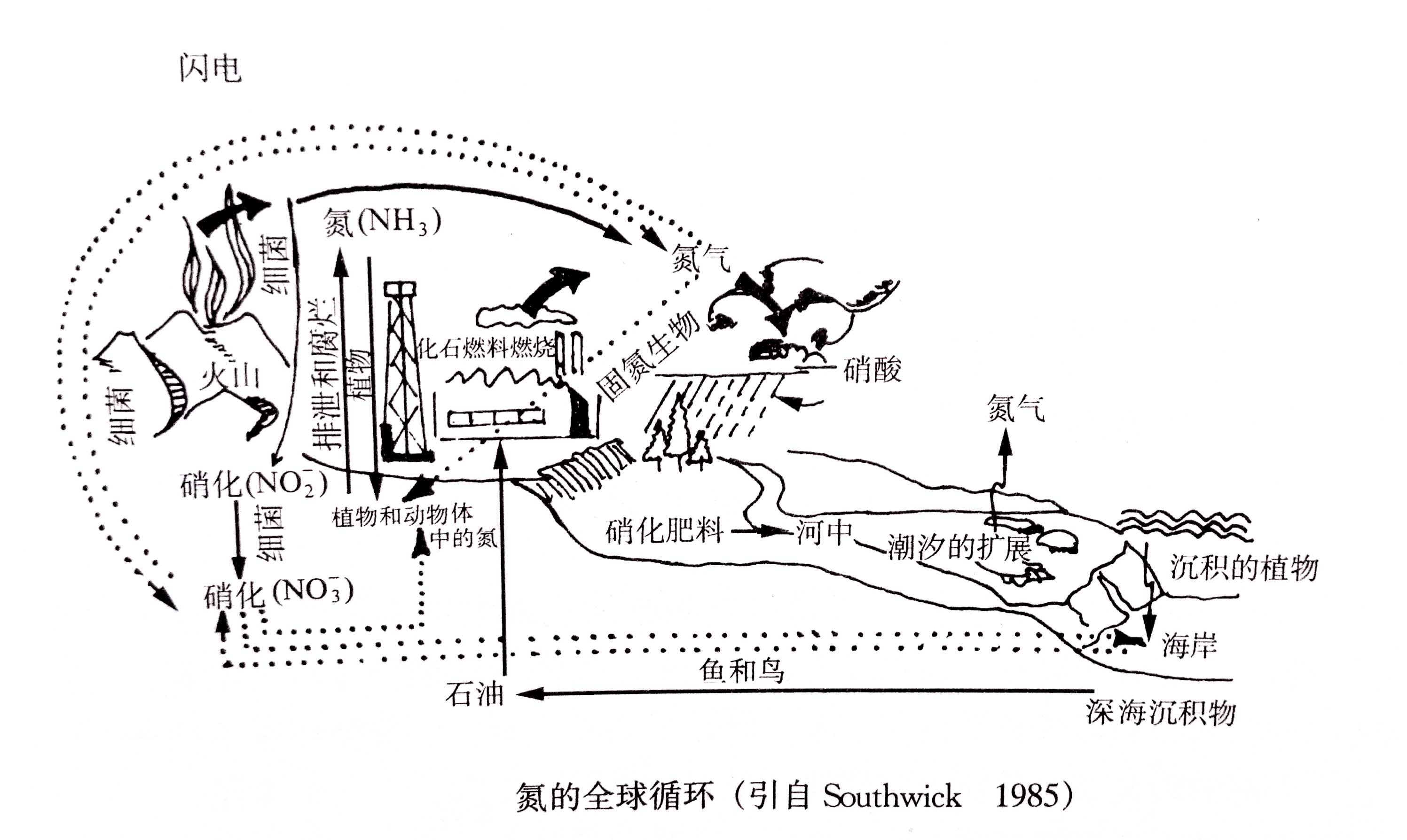 生態(tài)系統(tǒng)的物質(zhì)循環(huán)——氮、磷、硫循環(huán)