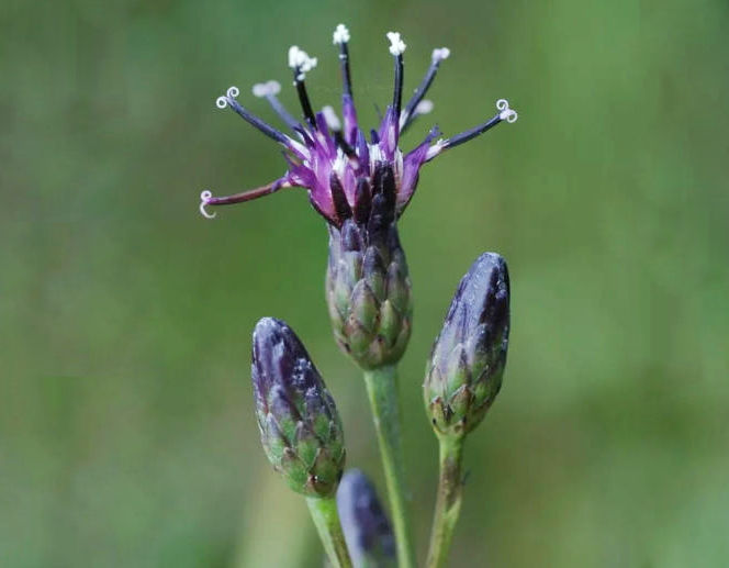 湖北風(fēng)毛菊